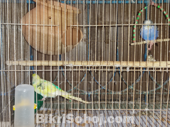 Budgerigar bird 1 pair